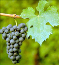 Cabernet Franc szőlő
