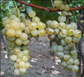 Ottonell Muskotály szőlő