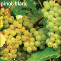 Pinot Blanc szőlő