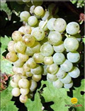 Rizlingszilváni szőlő